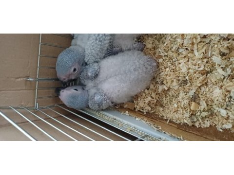 Bebek jako papağanı