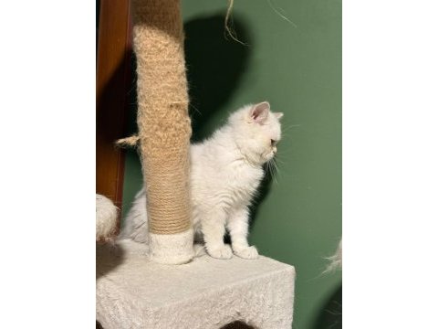 Beyaz golden point yakışıklı british shorthair