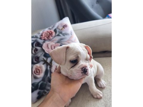2.5 aylık dişi french bulldog aşısı var