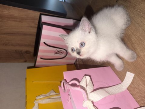 Dişi 3 aylık sağlıklı minnoş oyuncu kedimiz