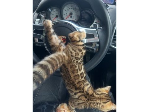 Ozyleopard bengal kittens