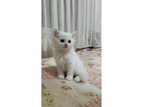 3 yaşında erkek ve dişi kedimiz