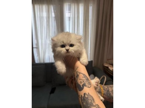 Orjinal ırk british longhair