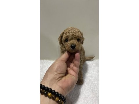 Sıfır numara toy poodle dişi