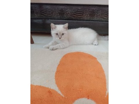 British shorthair oğlumuz