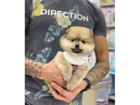 Pomeranian cinsi köpekler
