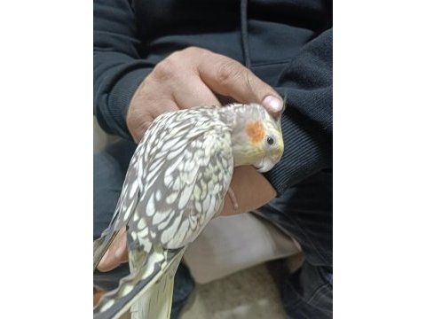 Yavru sultan papağanı