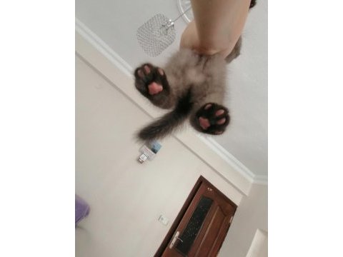 Dişi scottish fold