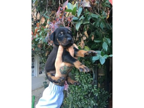Akıllı doberman yavruları