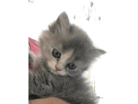 Chinchilla bebeklerimiz yeni yuvasını arıyor