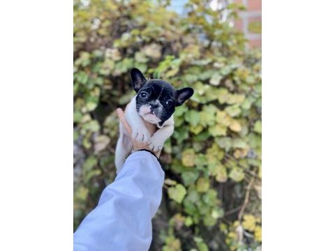 Çok sevimli ve oyuncu french bulldog yavrularımız
