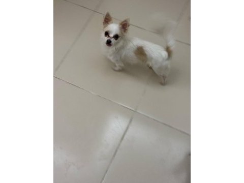 9 aylık chihuahua bebeklerimiz sahiplendirilecektir