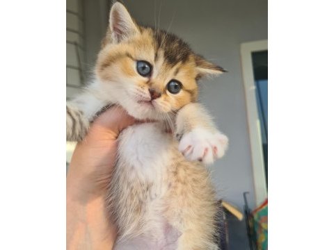 British shorthair kedilerim