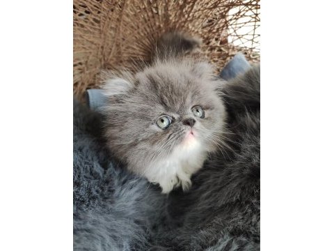 Pofuduk poğaçam persian kedimiz