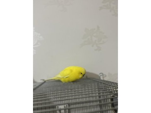 Sağlıklı jumbo erkek muhabbet kuşu