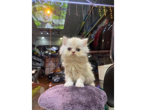 Scottish fold ve british her cins kaliteli yavru kedilerimiz