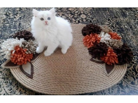 British longhair erkek beyaz yavru