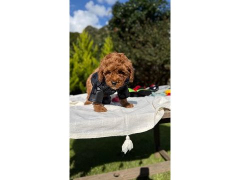 Toy poodle yavrumuz