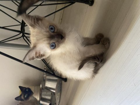 British blue erkek yavrumuz