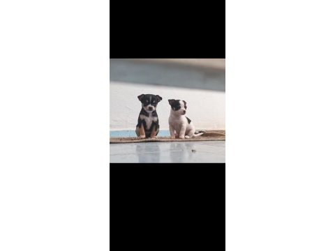 Chihuahua