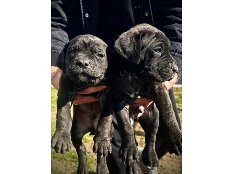 Son 2 adet erkek cane corso