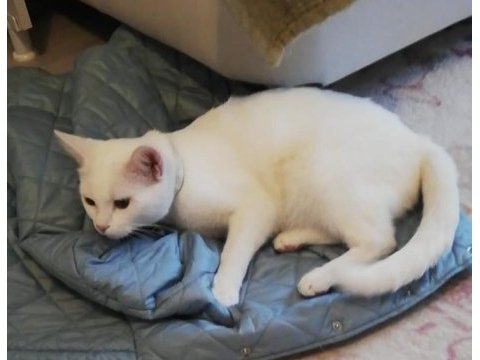 Terk edilmiş bembeyaz kedimiz yuva arıyor
