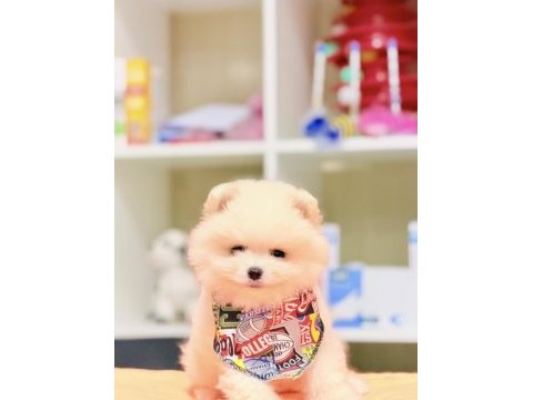 Ayı surat pomeranian boo