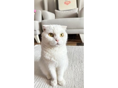 Güzel kedimizi sahiplendiriyoruz