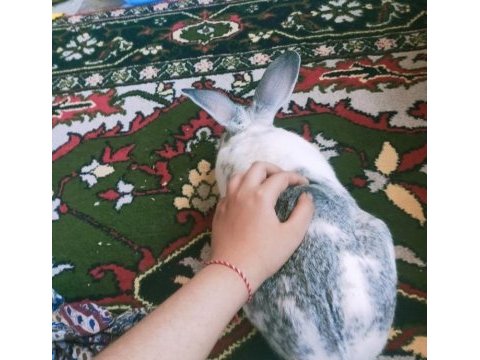 Yuvamı arıyorum tavşan
