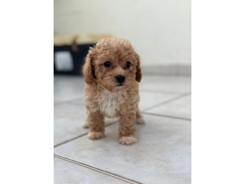 Teacup apricot toy poodle