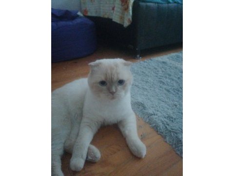 Çok şehir dışında olduğum için british shorthair