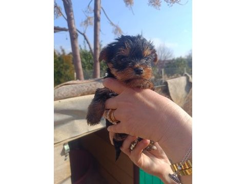 (yorki) yorkshire