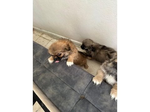 Safkan çin pekinezi 3 aylık