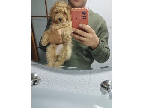 3 buçuk aylık poodle iyi bakılmış aşı karnesi var