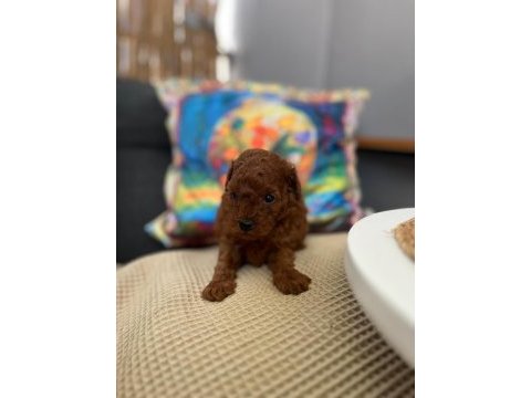 Poodle yavrularımız