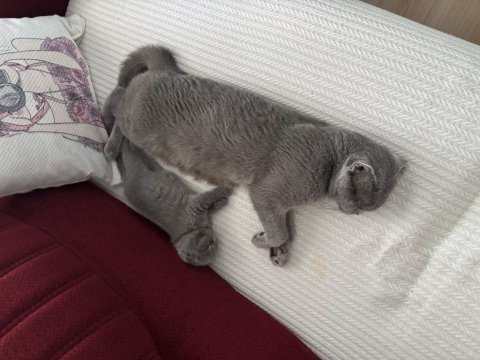 Dişi scottish fold kedisi
