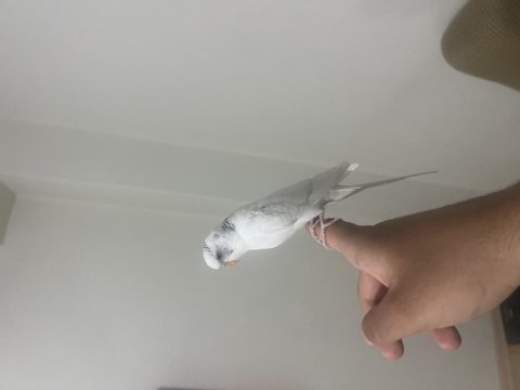 Full evcil konuşan muhabbet kuşumuz paşa