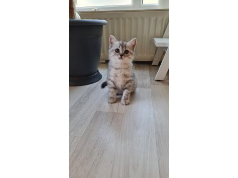 2 aylık erkek british shorthair silver yavrumuz