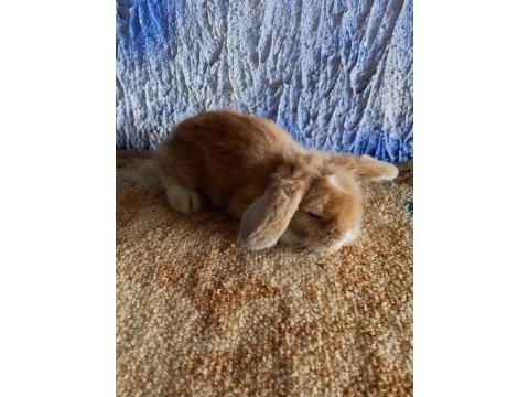 Teddy lop tavşanı yavrular mavi göz