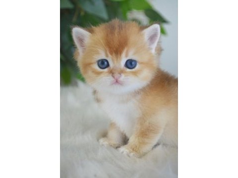Golden british shorthair yavrularım