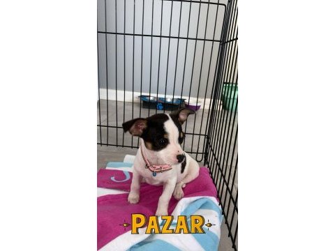 Mini boy minicik şivava ped eğitimli
