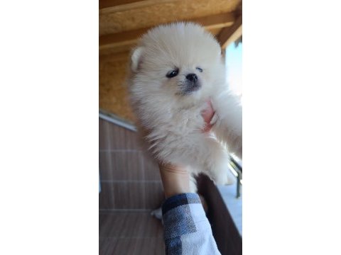 Pomeranian beyaz 2.5 aylık erkek