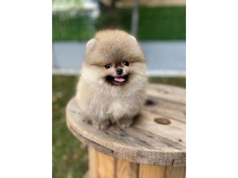 Safkan orjinal pomeranian yavruları