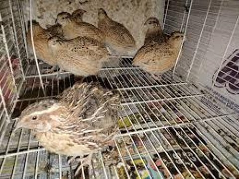 Yumurtlamaya başlamış bıldırcınlar yuvalarını arıyor