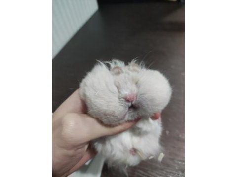 Teddy bear hamster