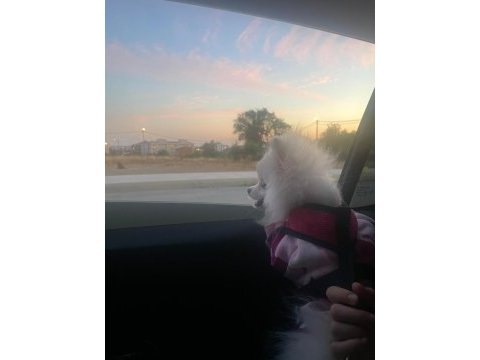 Güzel pomeranian kızımıza yuva