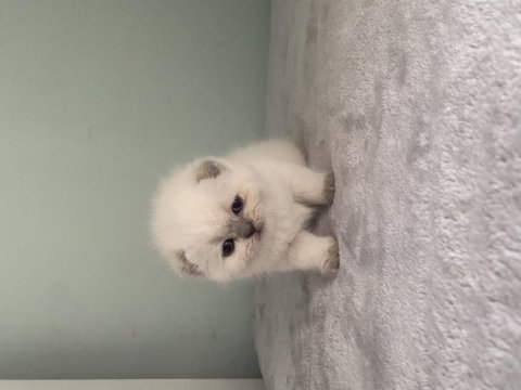 Aaa kalite sıfır kulak scottish fold prensesim