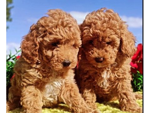 Poodle yavrularımız ırk garantilidir