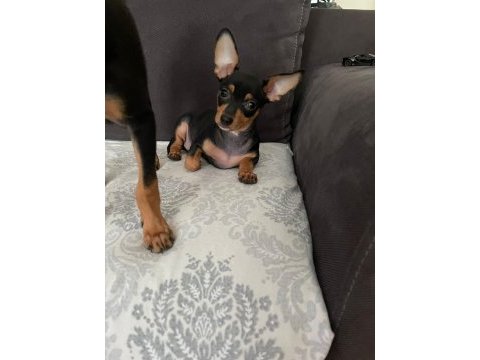 Yeni yuvalarını arıyorlar pinscher