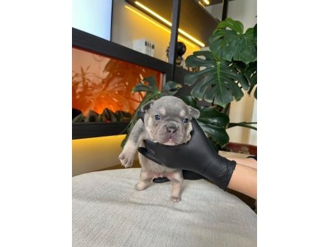 Rengarenk french bulldog yavrularım rezerveye açık